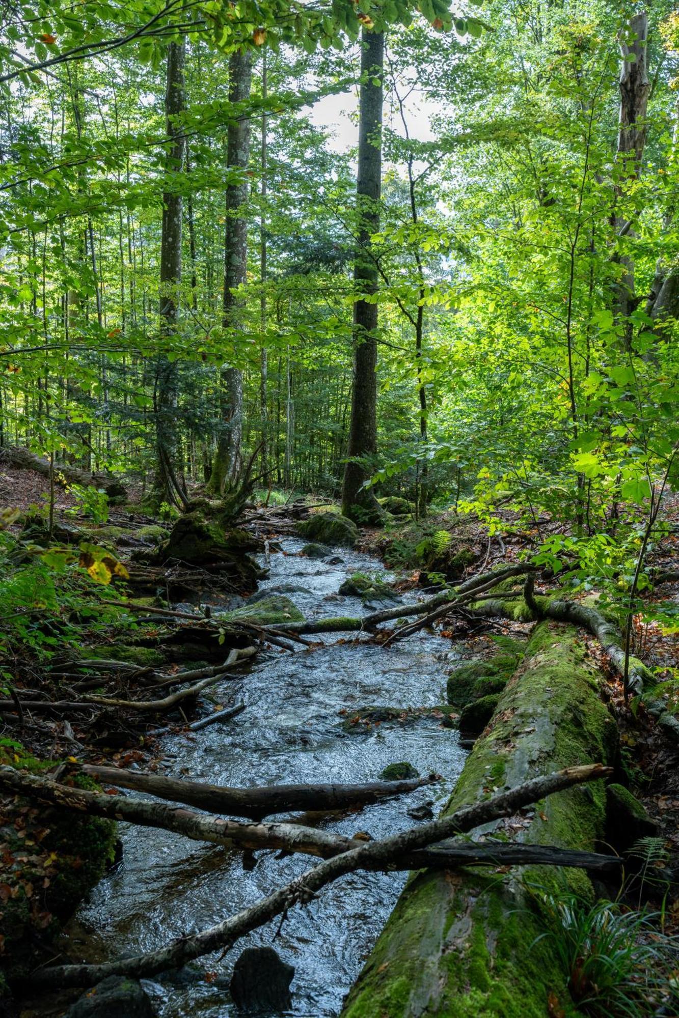 Grosser Arber, Wandern & Sauna, Gemuetliches Apartment Im Nationalpark Bayerischen Wald Lindberg Ngoại thất bức ảnh